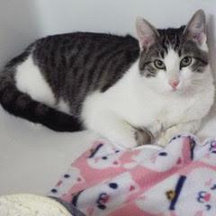 Enlarge Marbles, an adoptable Domestic Short Hair in Green Valley, AZ image 4/6