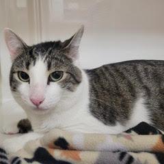 Enlarge Marbles, an adoptable Domestic Short Hair in Green Valley, AZ image 5/6