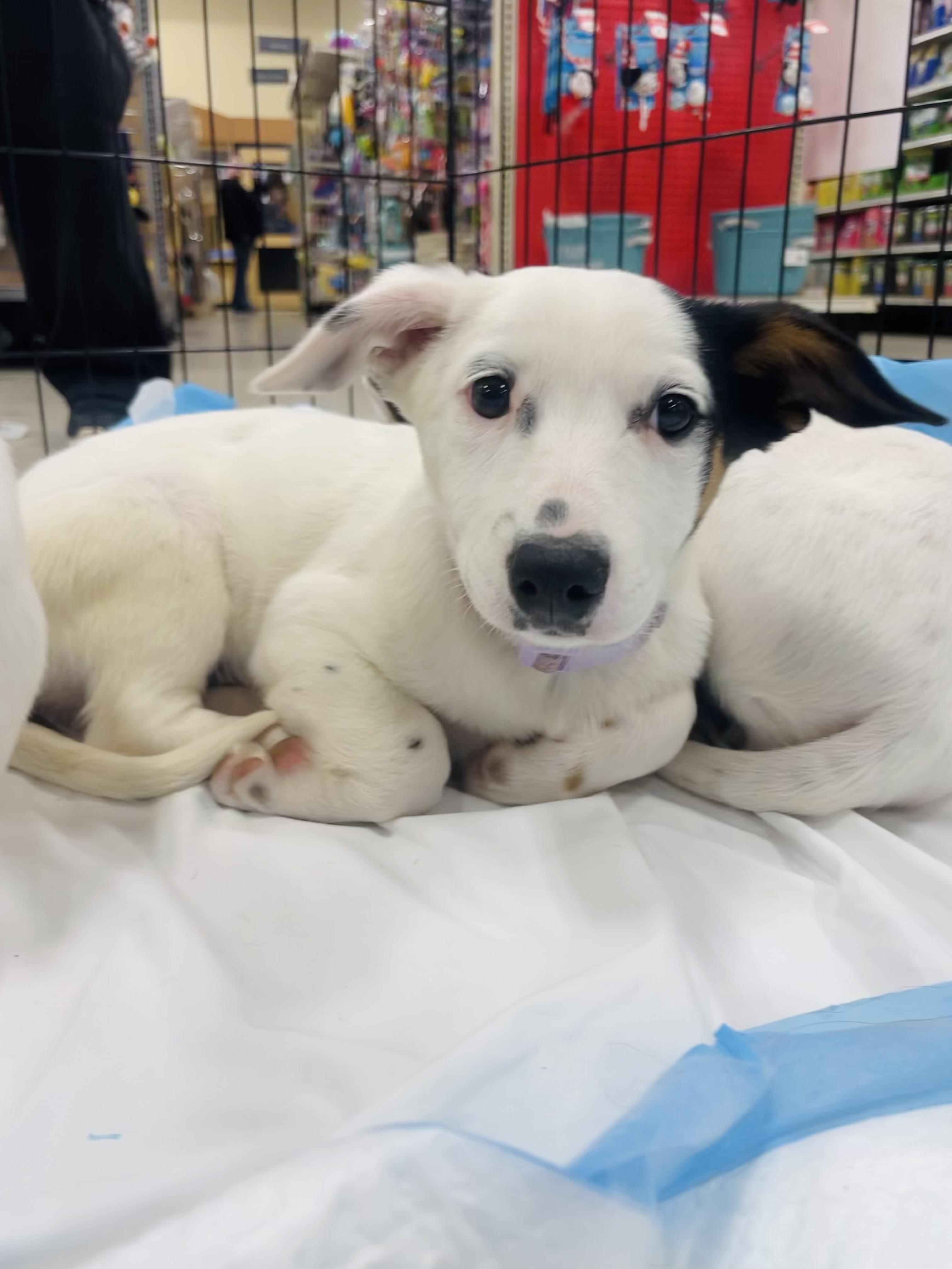 Enlarge Bridget , a ADOPTABLE mixed breed in Winter, WI image 1/1