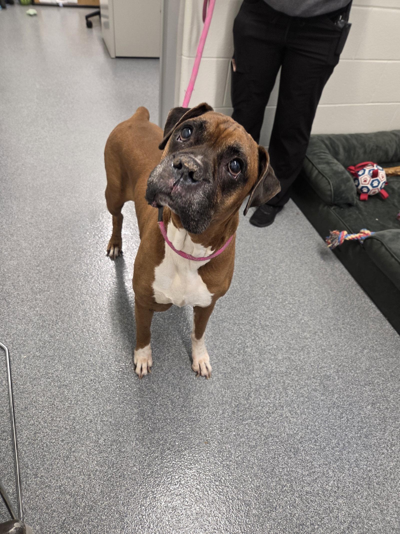Bubba, Adoptable, Senior Male Boxer.