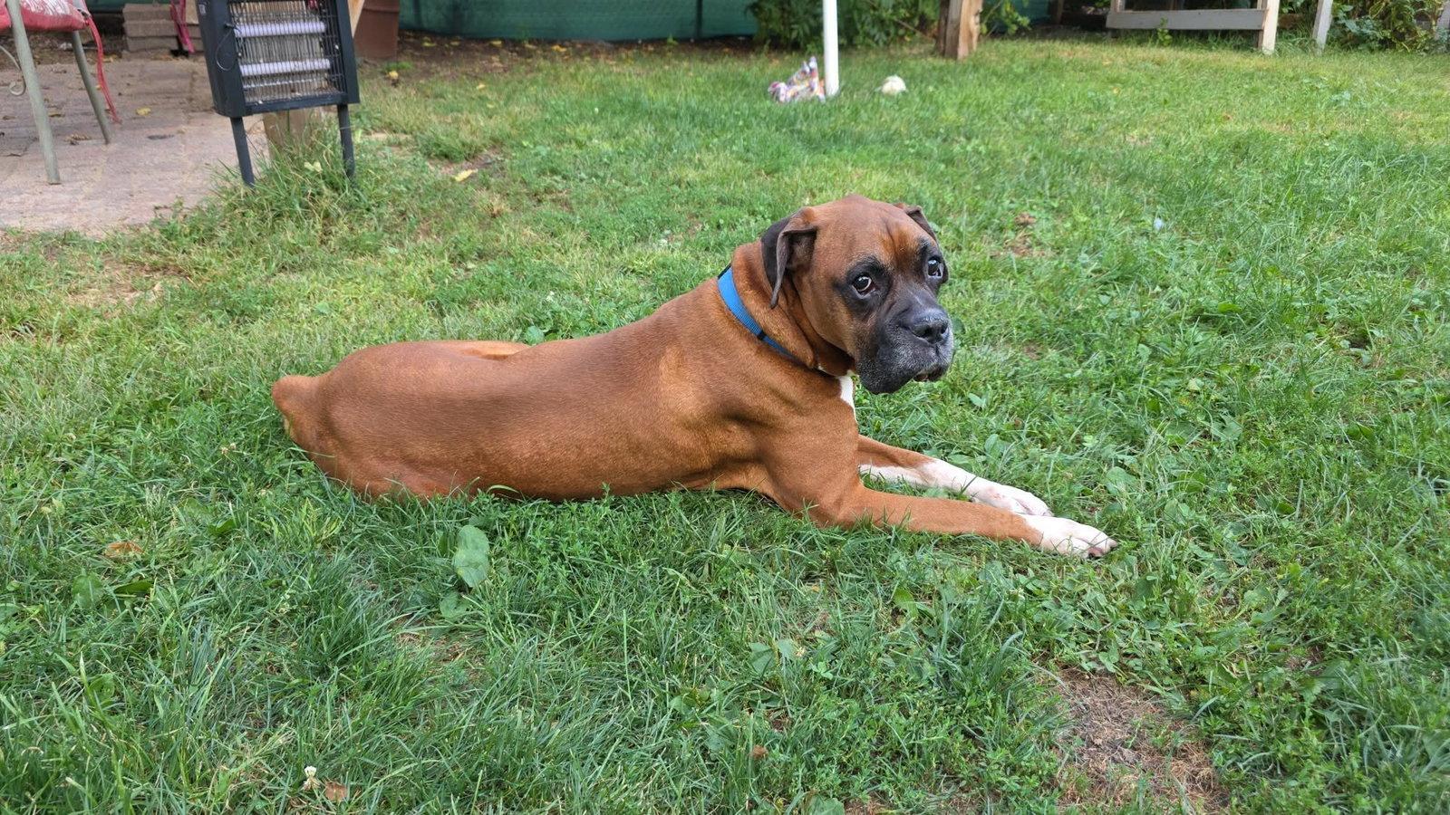 Bubba, a Adoptable Boxer in Owatonna, MN image 2/3