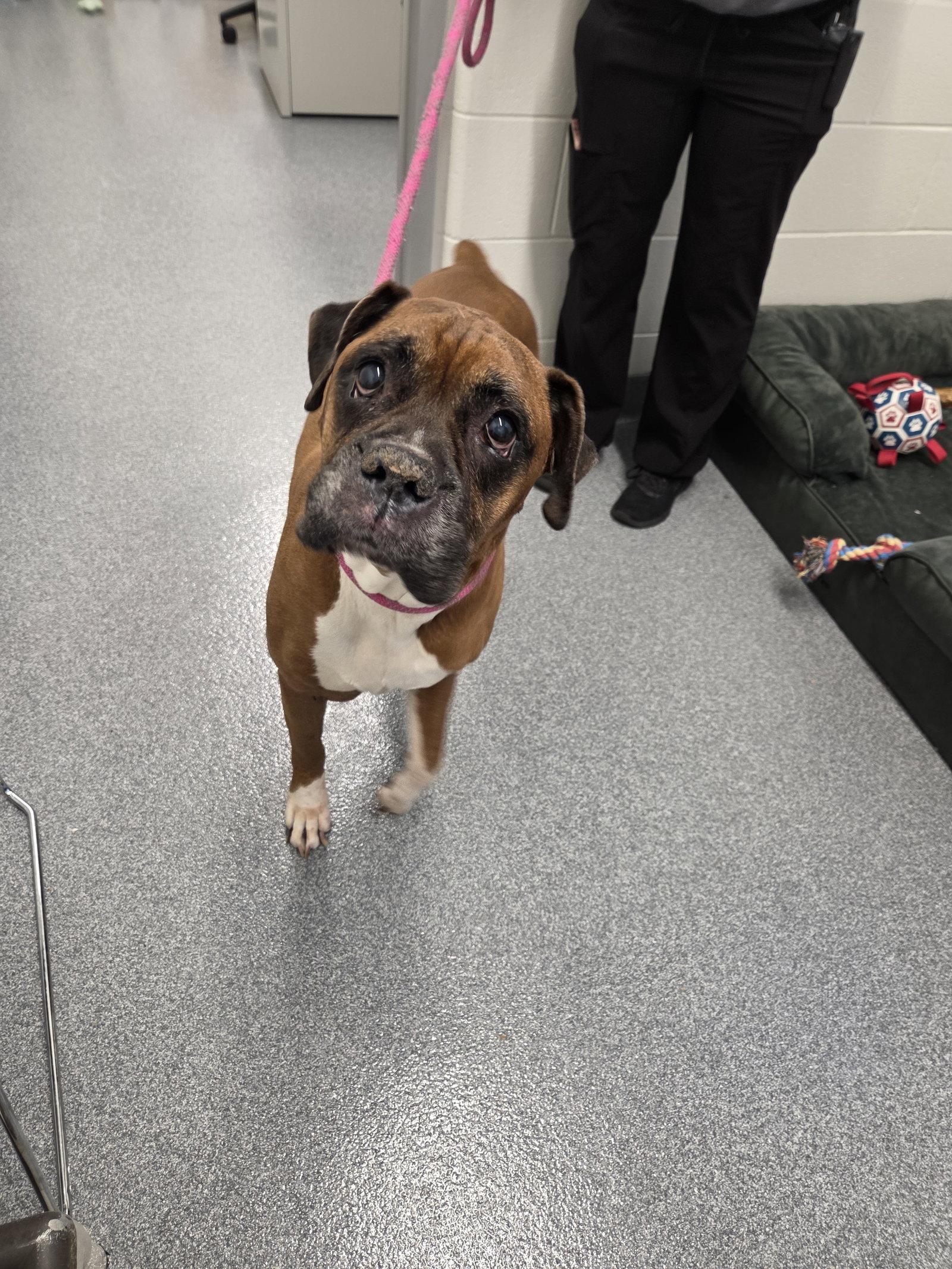 Bubba, a Adoptable Boxer in Owatonna, MN image 3/3