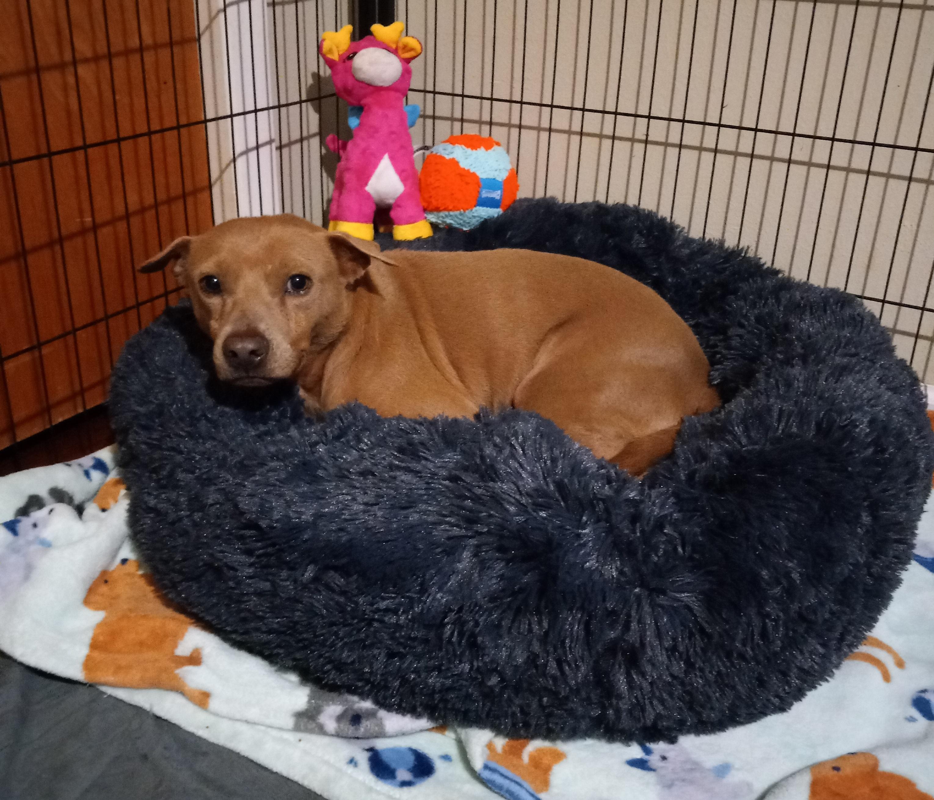 Stacey aka Peanut, Adopted, Senior Female Labrador Retriever & Chihuahua.