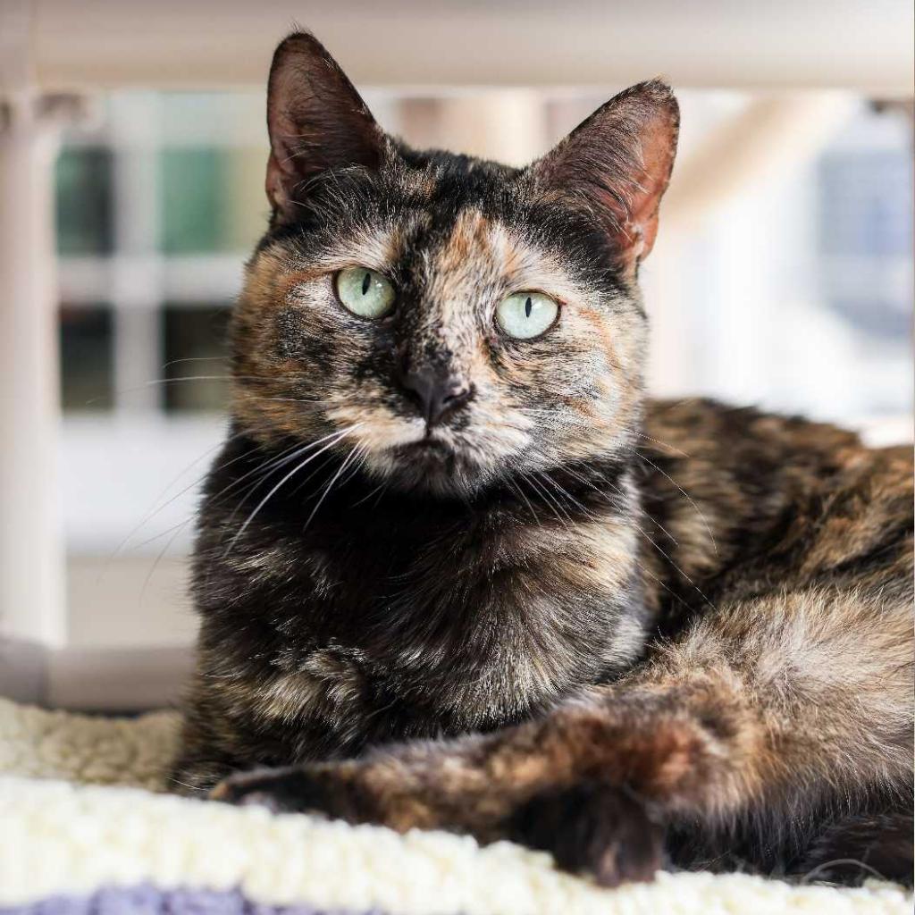 Miel, Adoptable, Senior Female Domestic Short Hair.