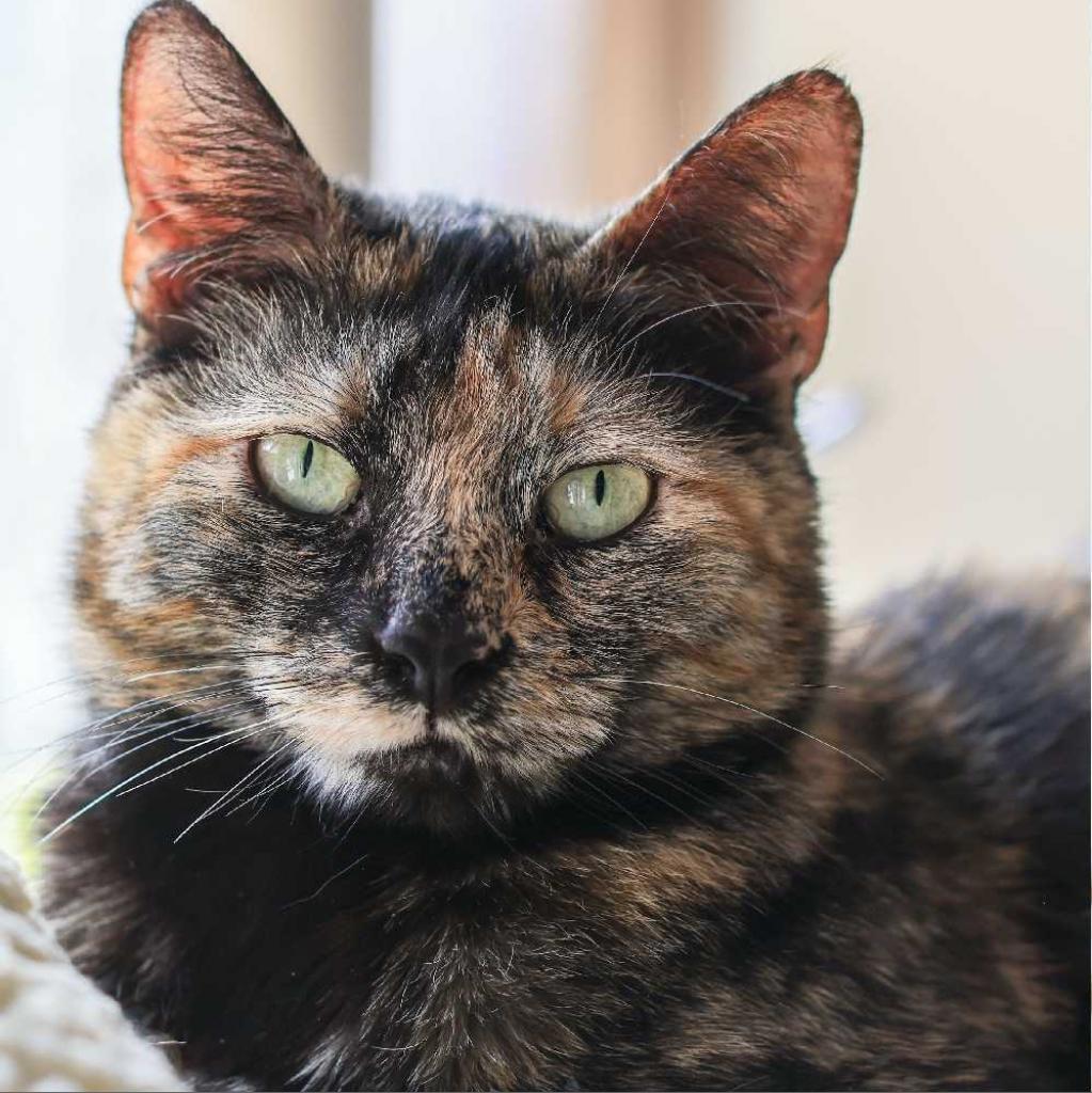 Enlarge Miel, a Adoptable Domestic Short Hair in Los Angeles, CA image 2/3