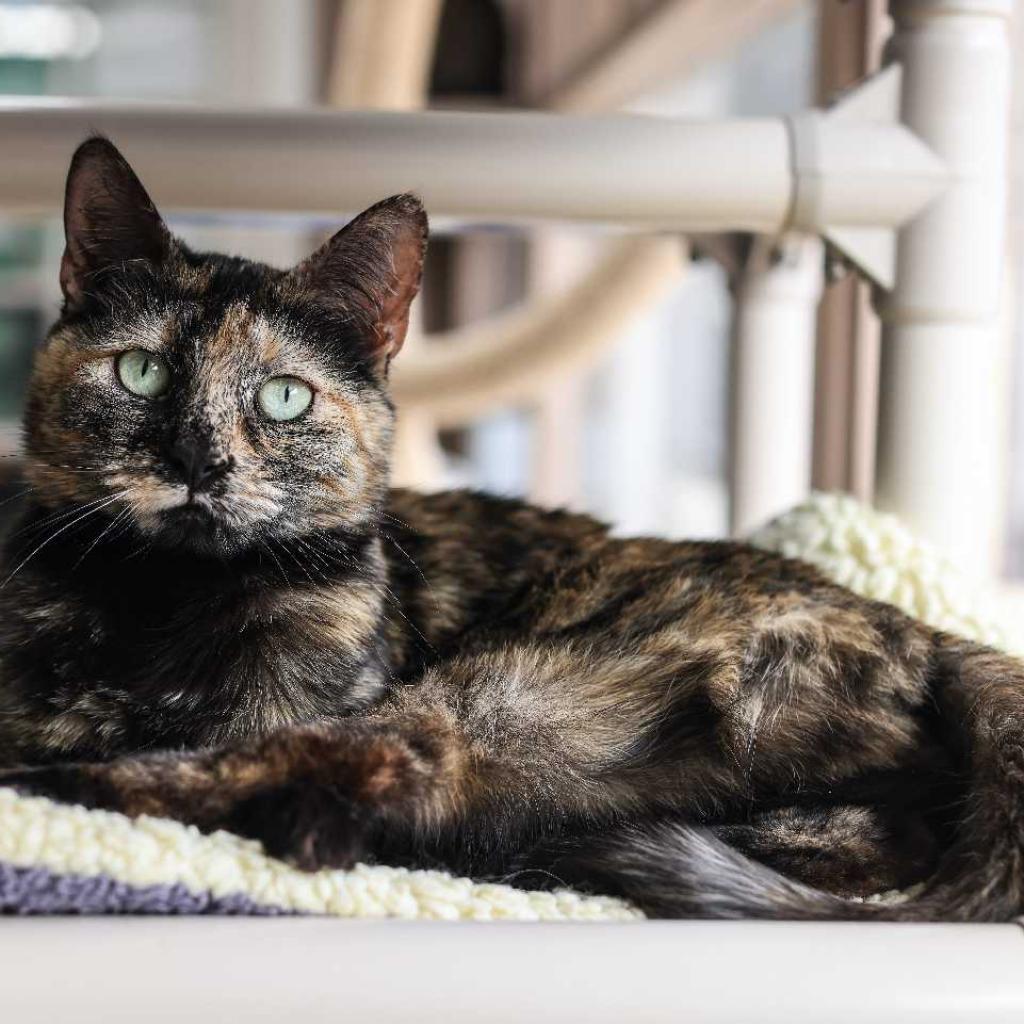 Enlarge Miel, a Adoptable Domestic Short Hair in Los Angeles, CA image 3/3