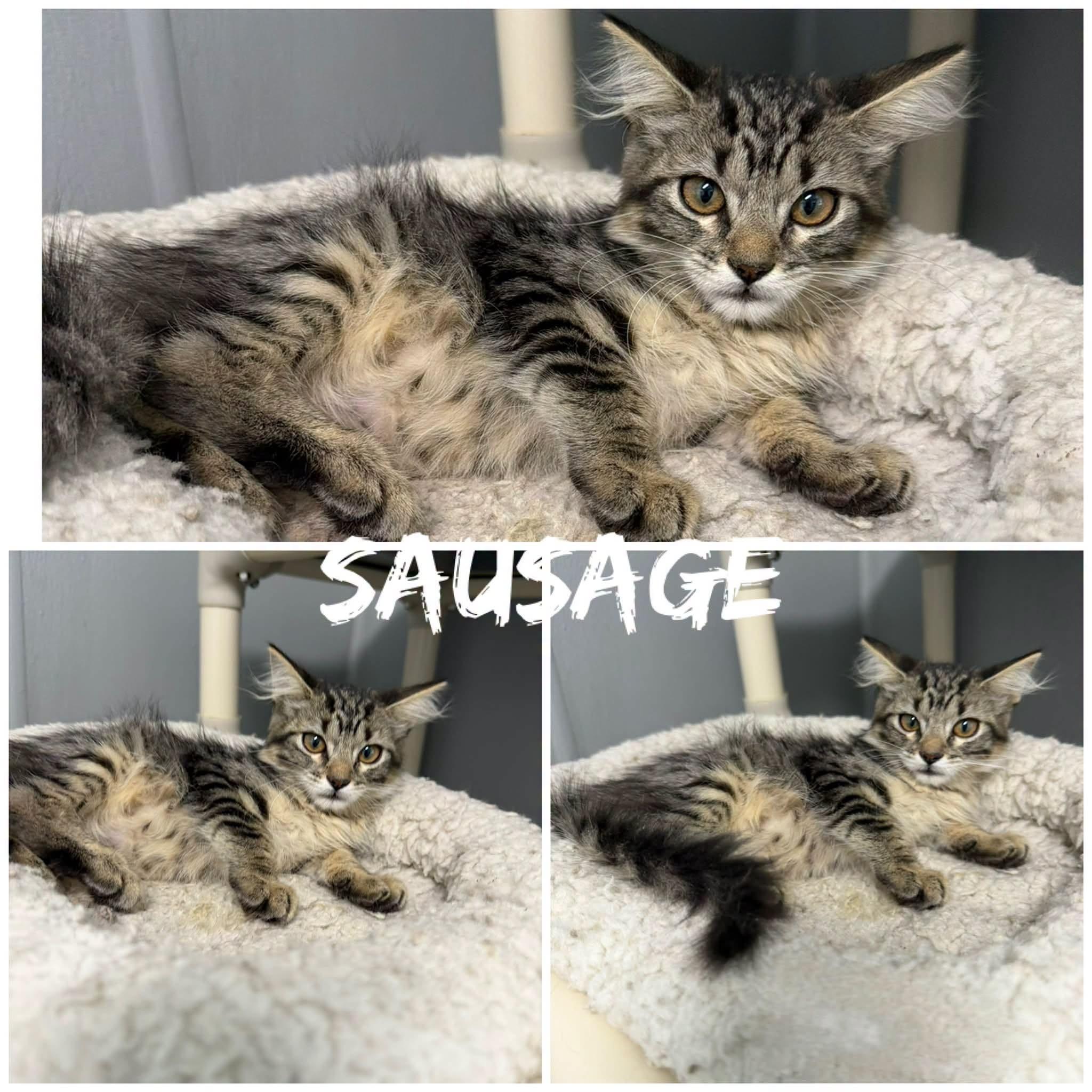 Sausage, ADOPTABLE, Young Male Domestic Medium Hair.