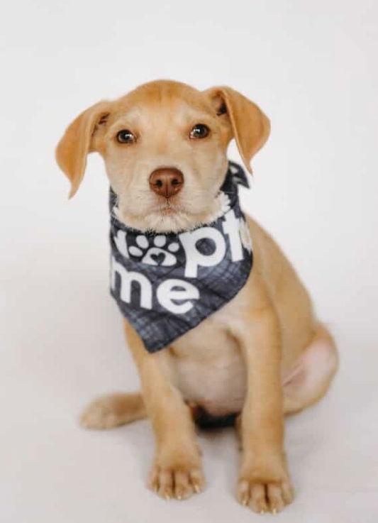 Mack Arriving thumbnail 2