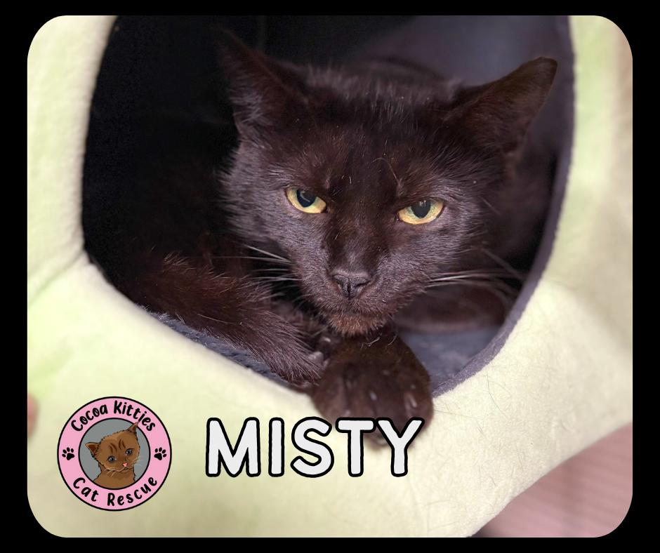 Enlarge Misty, a Adoptable mixed breed in Hershey, PA image 1/4