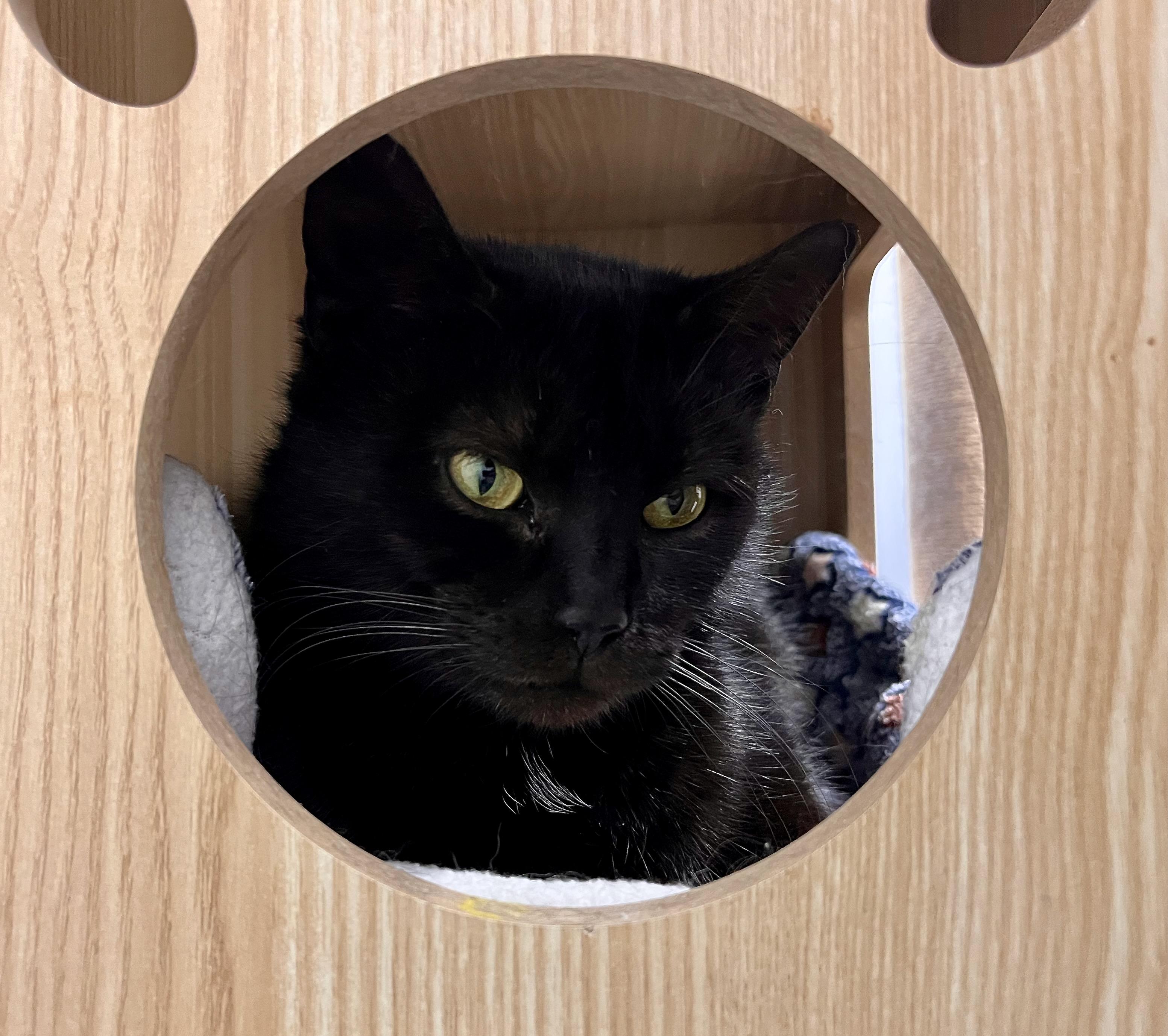 Enlarge Misty, a Adoptable mixed breed in Hershey, PA image 2/4