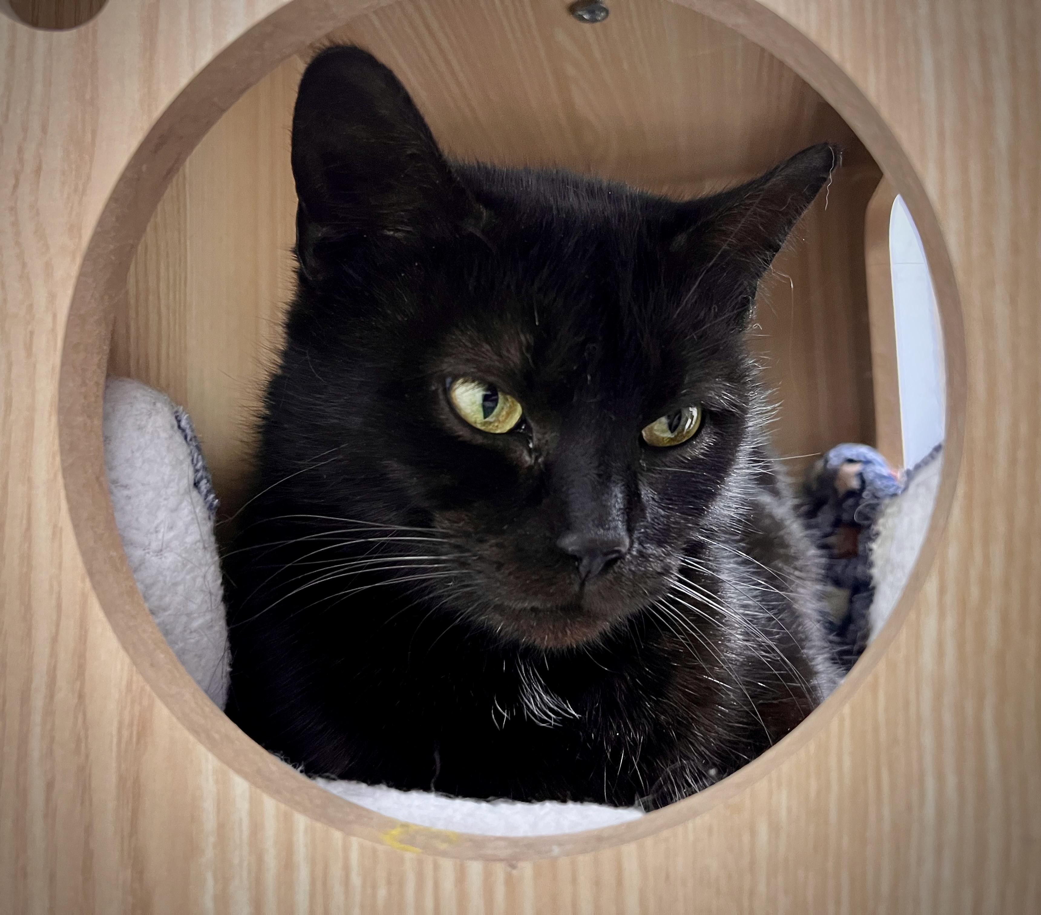 Enlarge Misty, a Adoptable mixed breed in Hershey, PA image 3/4