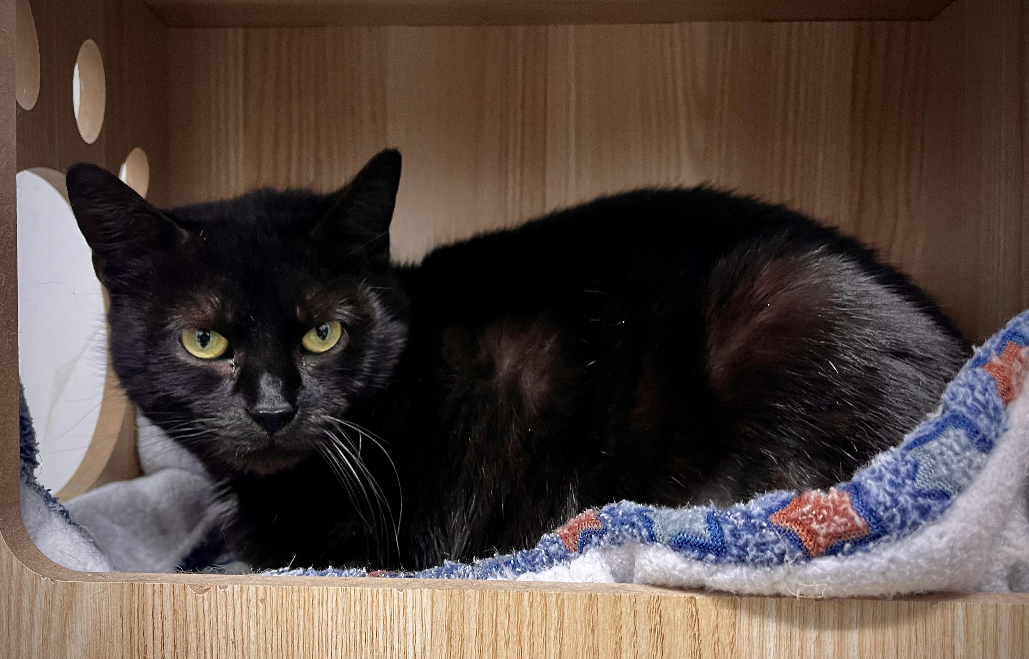 Enlarge Misty, a Adoptable mixed breed in Hershey, PA image 4/4