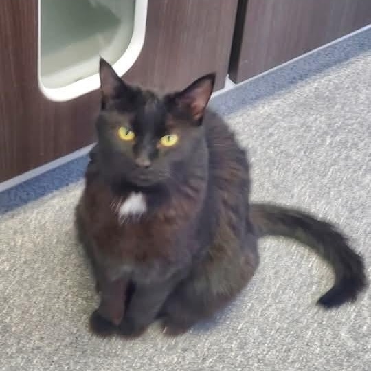 Enlarge Shadow, a ADOPTABLE Domestic Short Hair in Beulah, MI image 1/1