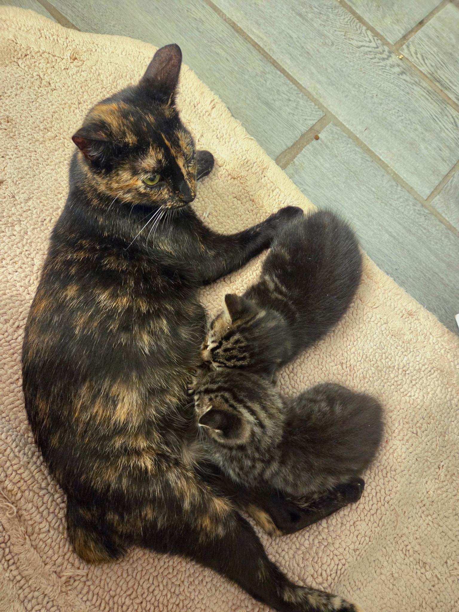 Enlarge Barbra Streisand, an adopted Domestic Short Hair in Centerville, GA image 1/2