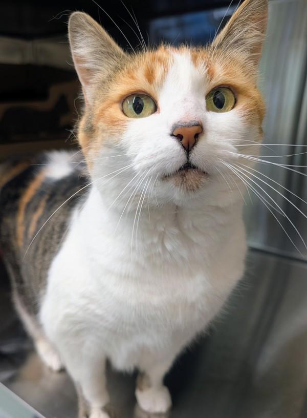 Annie, Adoptable, Adult Female Domestic Short Hair.