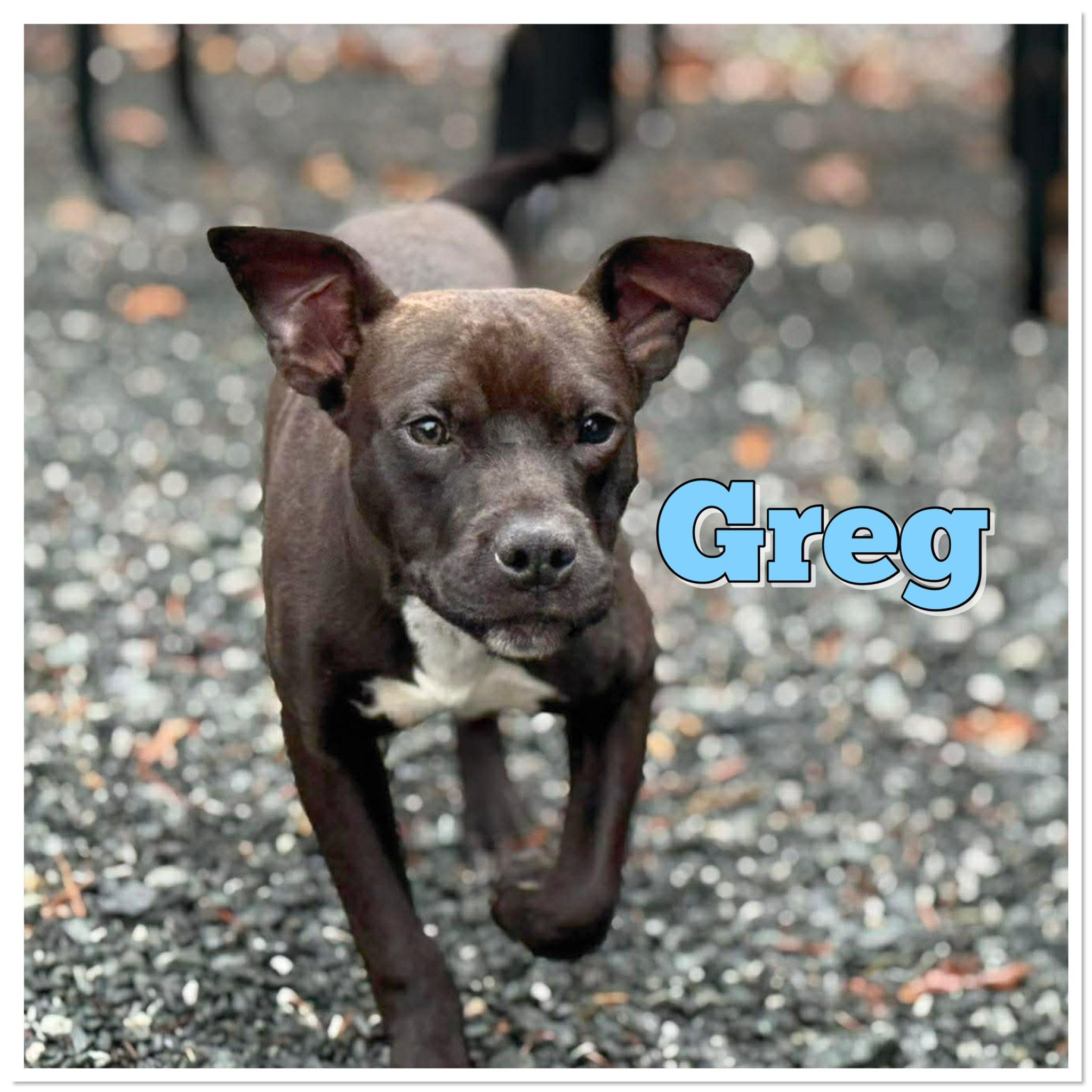 Greg, ADOPTABLE, Young Male Mixed Breed.