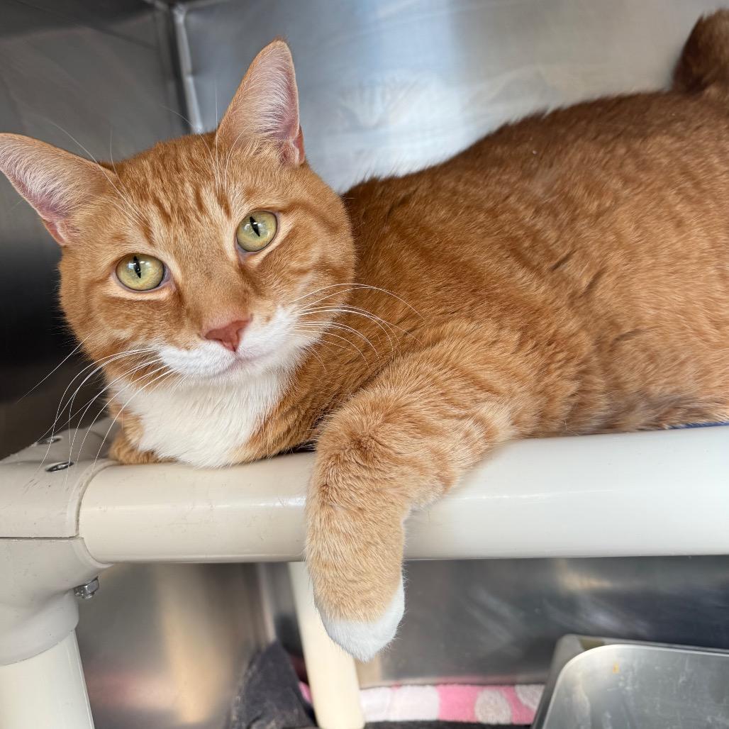 Jeb, Adoptable, Senior Male Domestic Short Hair.