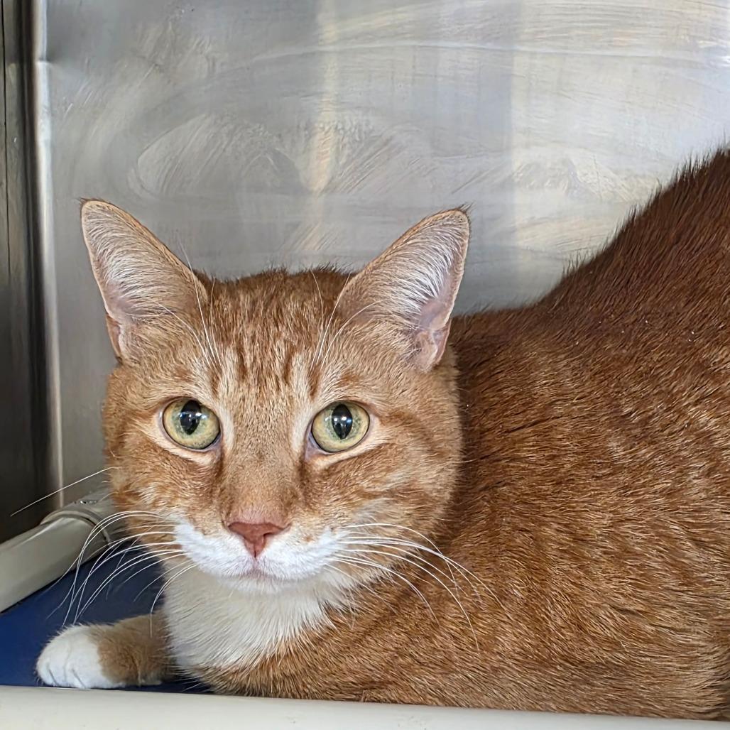 Jeb, a Adoptable mixed breed in Galax, VA image 2/4