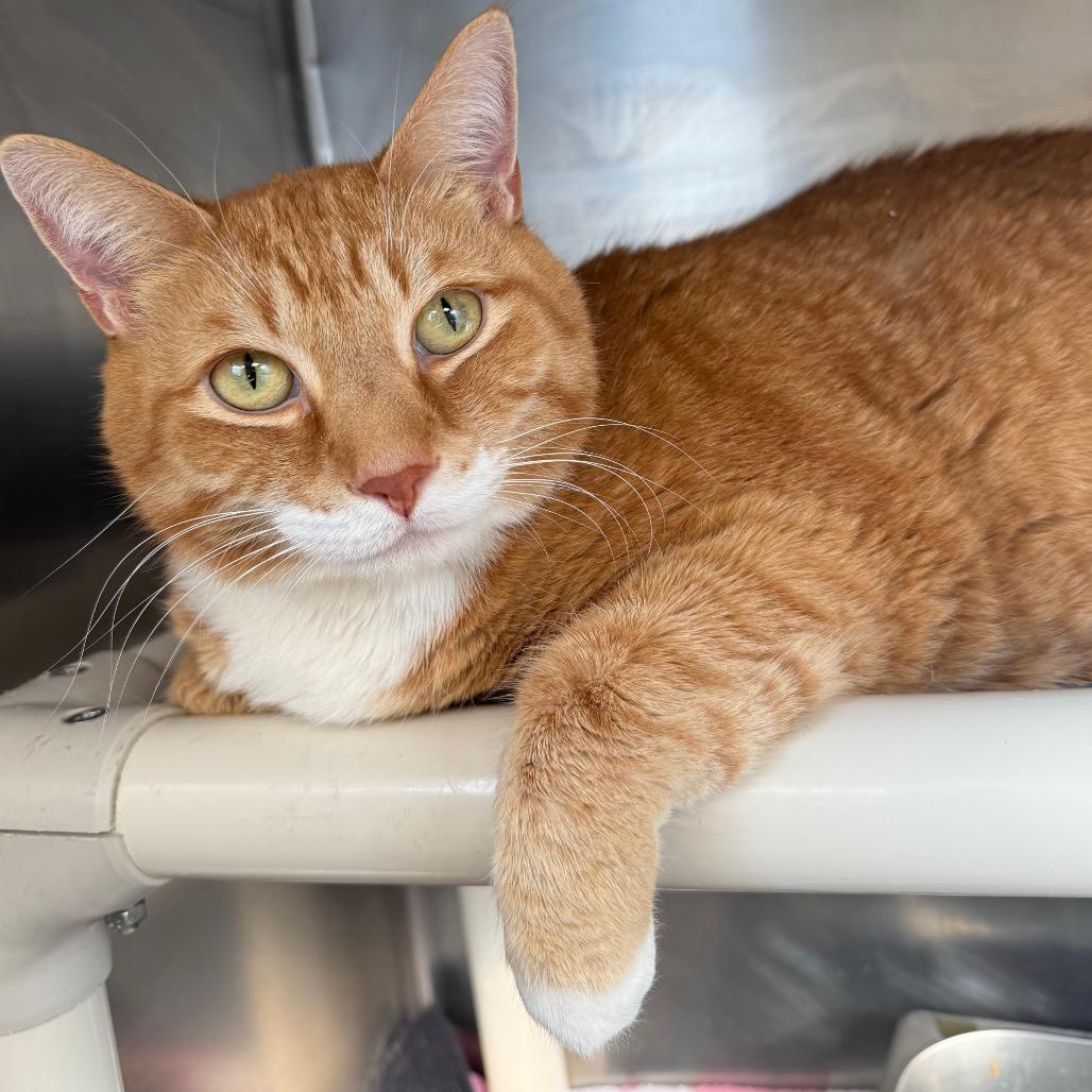 Jeb, a Adoptable mixed breed in Galax, VA image 4/4