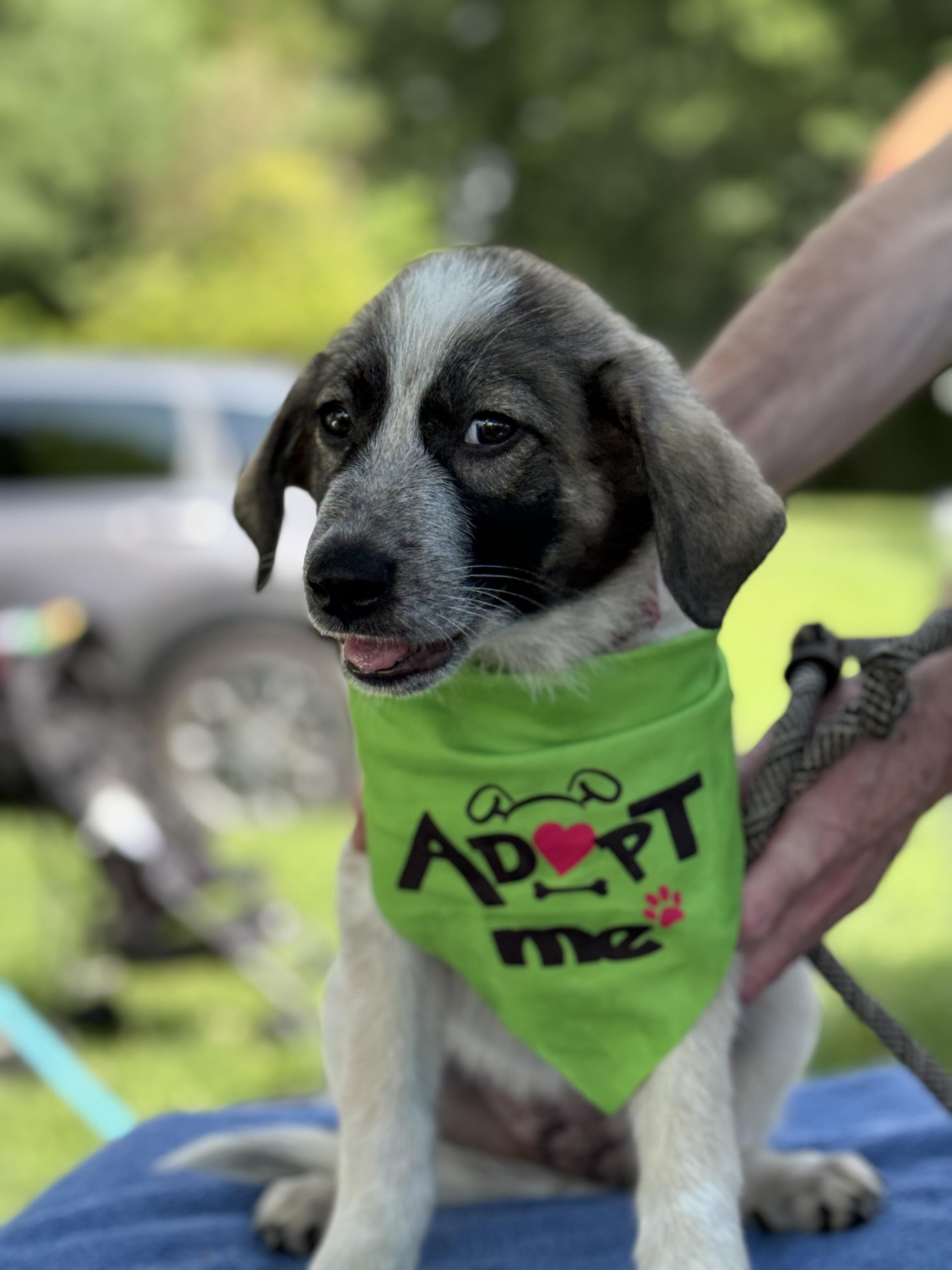 Cookie, adopted, Puppy Male Great Pyrenees.