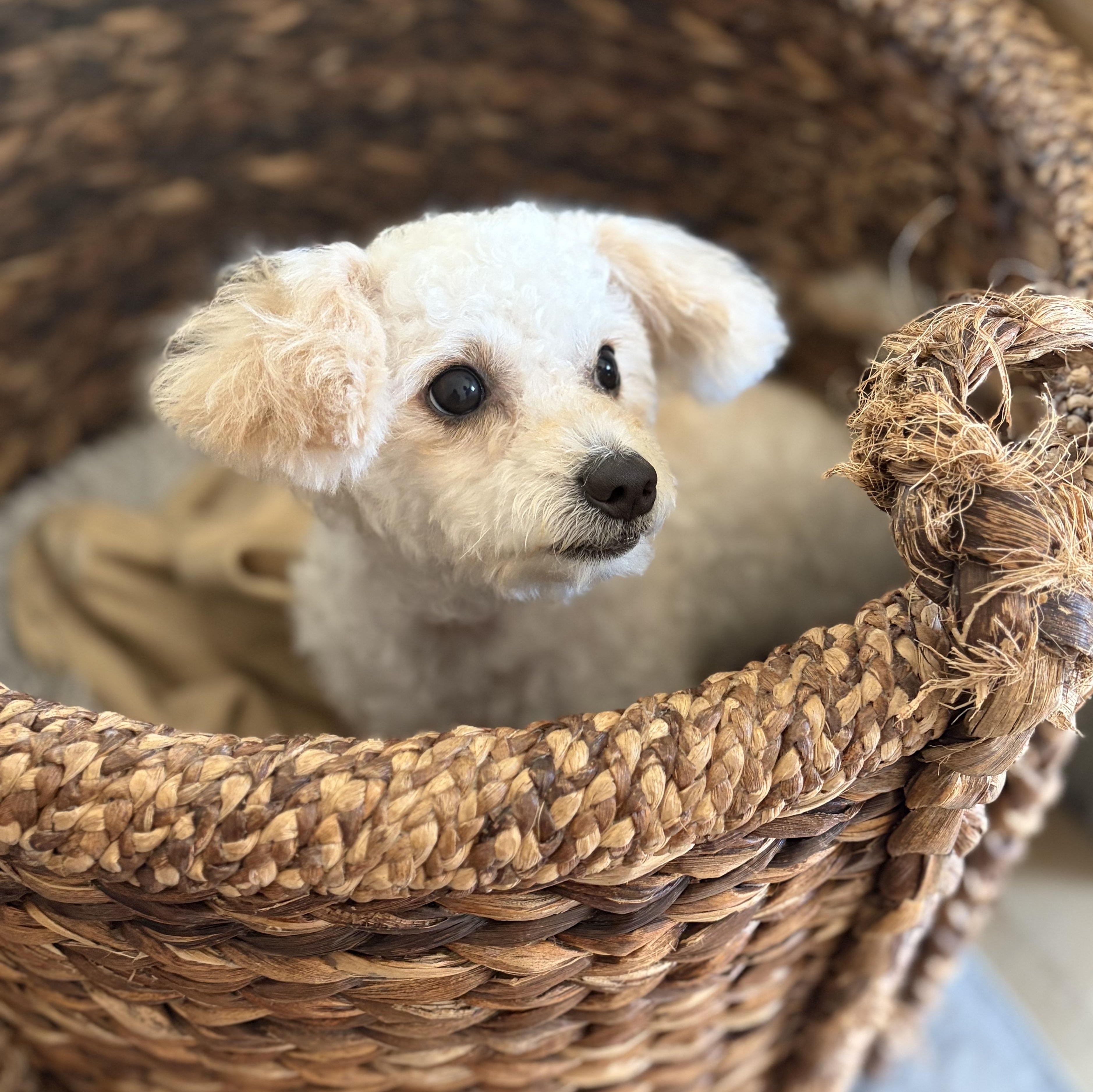 Enlarge Collette, a Adopted mixed breed in Orange, CA image 3/6