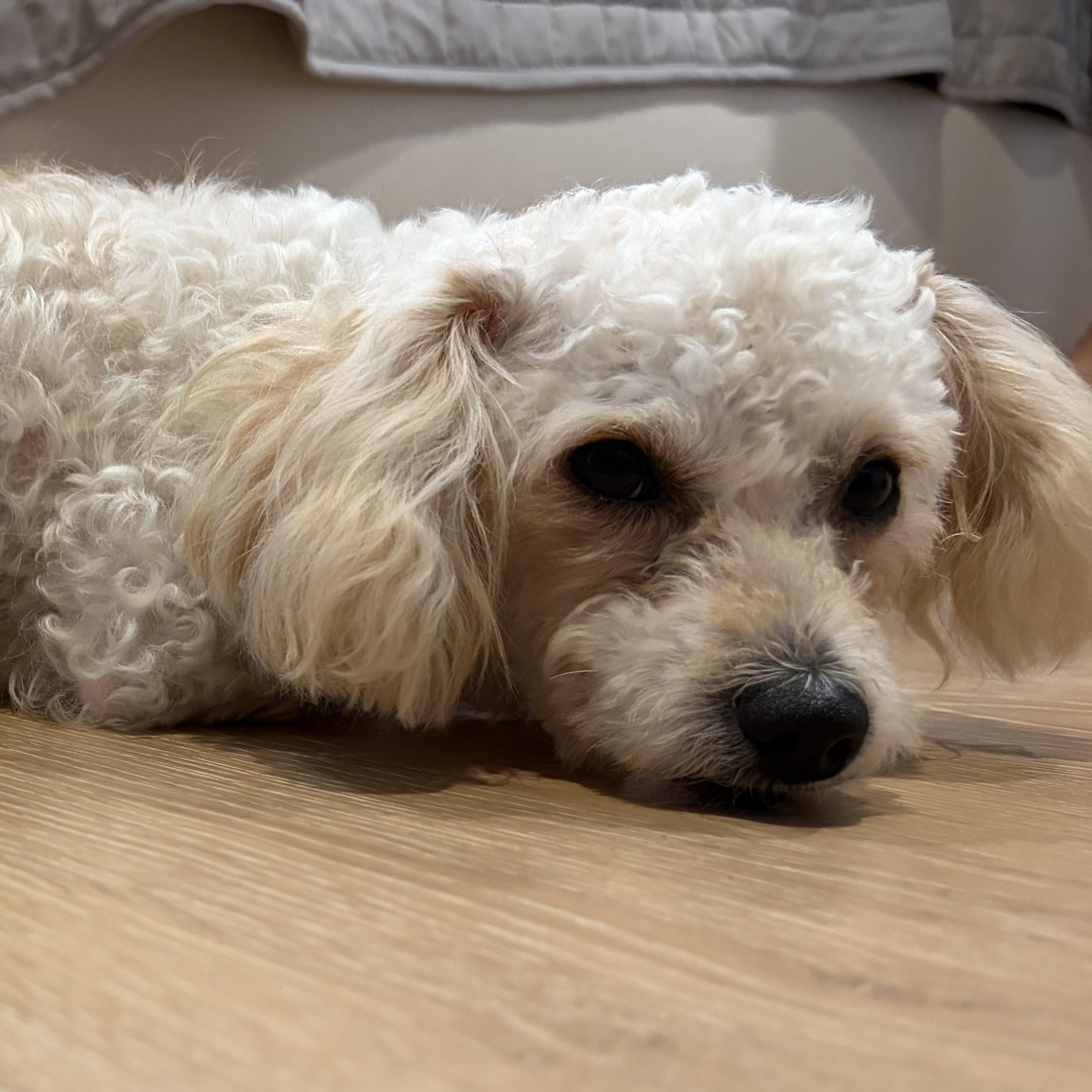 Enlarge Collette, a Adopted mixed breed in Orange, CA image 5/6