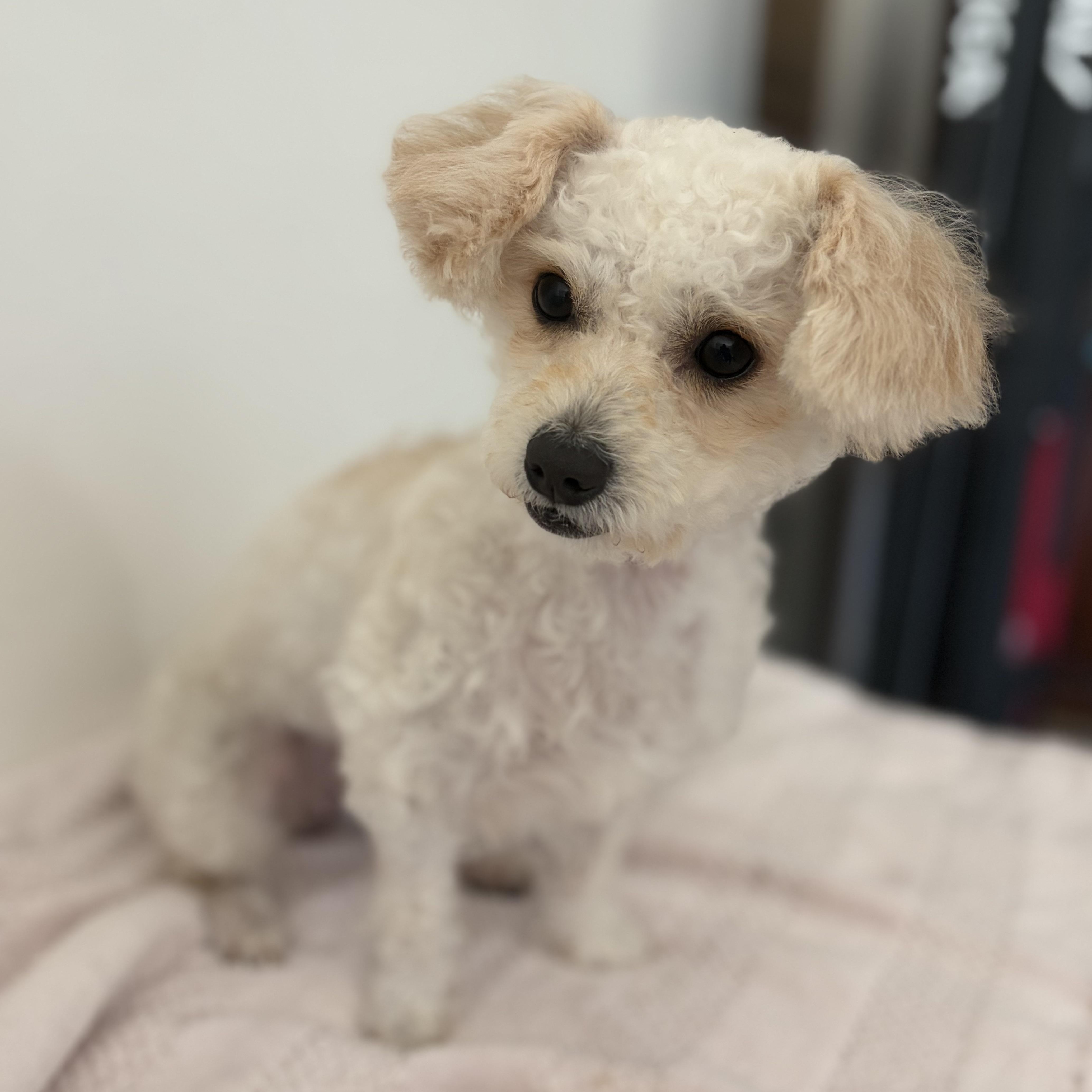 Collette, Adopted, Young Female Poodle.