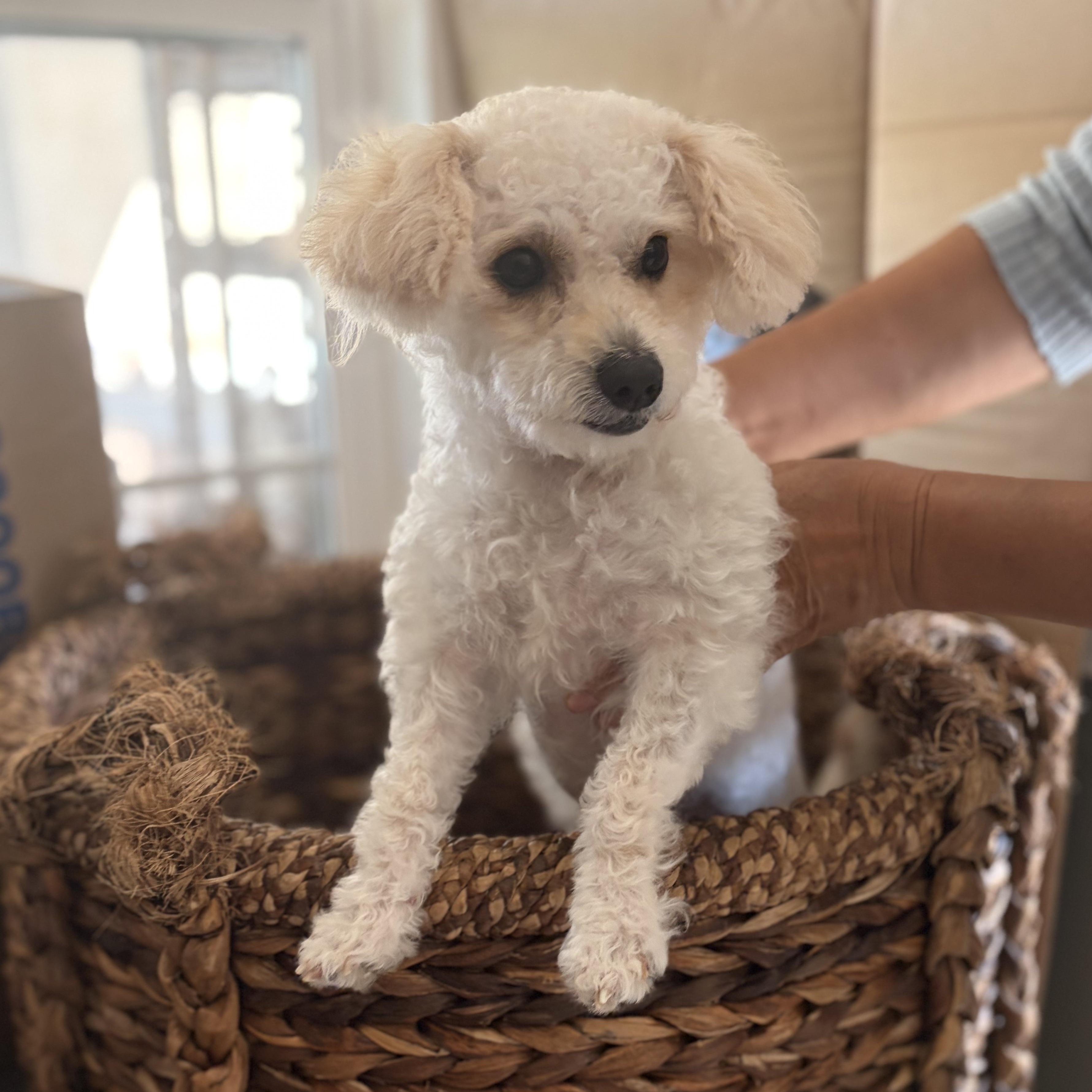 Enlarge Collette, a Adopted mixed breed in Orange, CA image 2/6