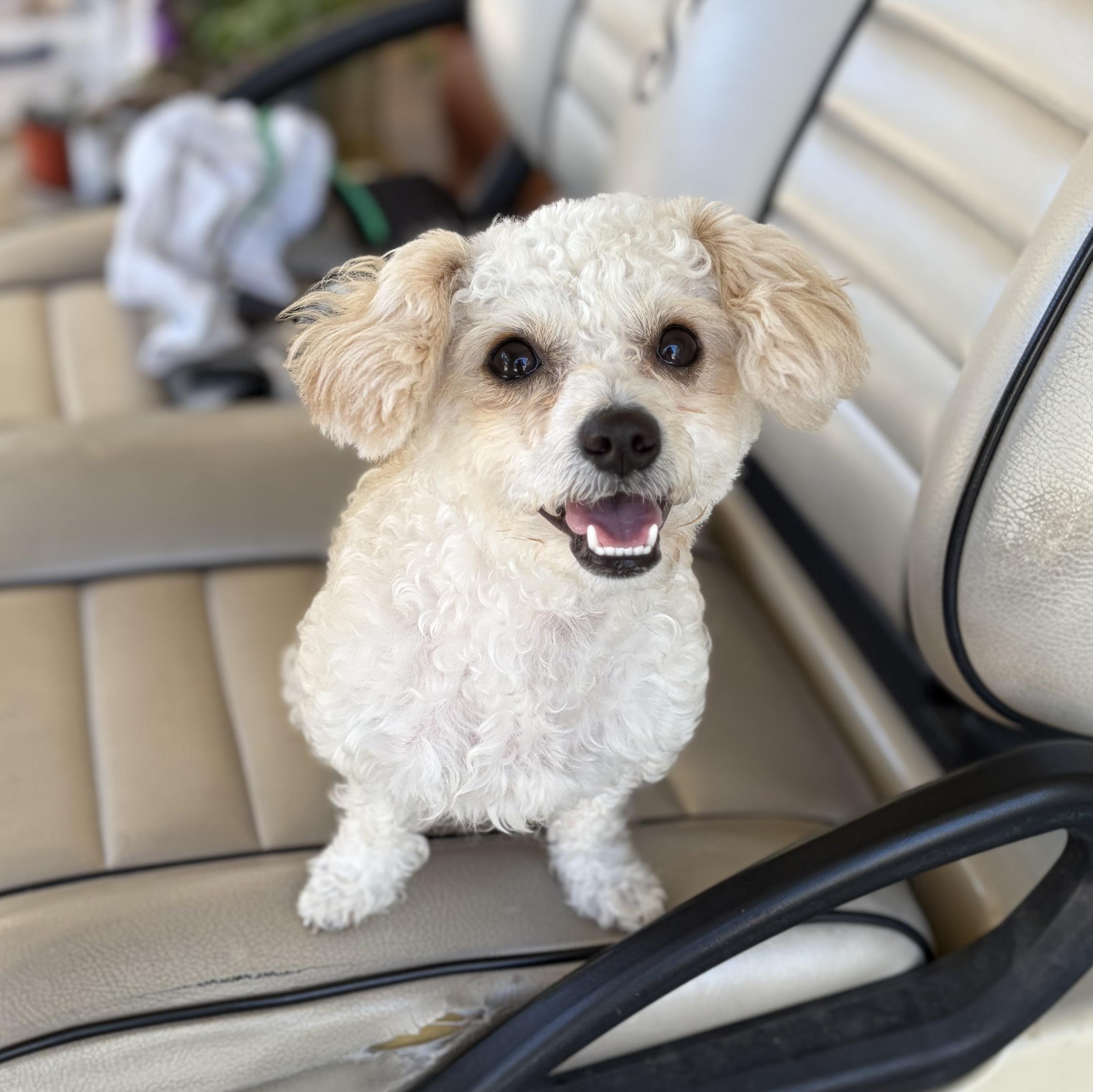 Enlarge Collette, a Adopted mixed breed in Orange, CA image 4/6