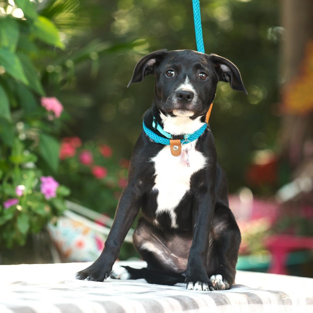 Denise, Adoptable, Puppy Female Labrador Retriever.