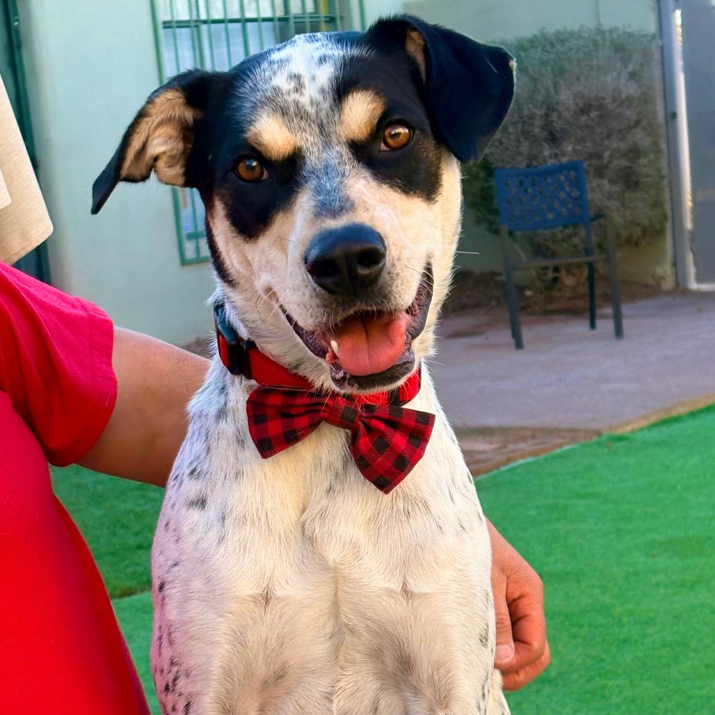 Dudley - PAWS, Adoptable, Adult Male Cattle Dog & Hound.