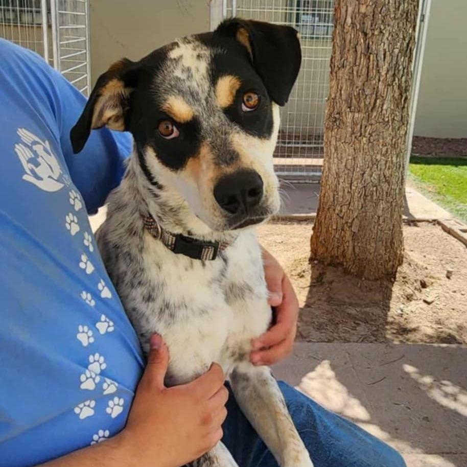 Dudley - PAWS, Adoptable, Adult Male Cattle Dog & Hound.