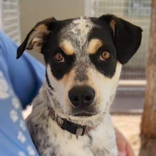 Enlarge Dudley - PAWS, a Adoptable mixed breed in Las Cruces, NM image 2/6