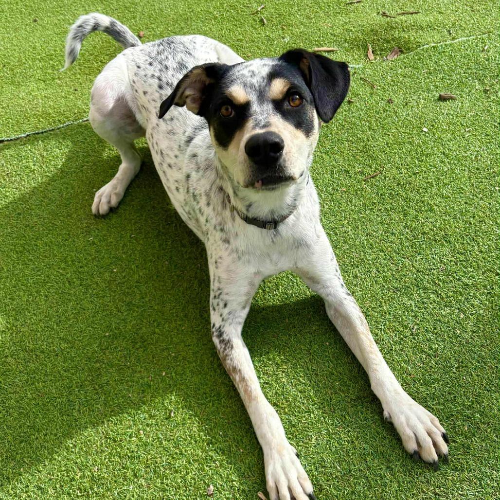 Enlarge Dudley - PAWS, a Adoptable mixed breed in Las Cruces, NM image 4/6