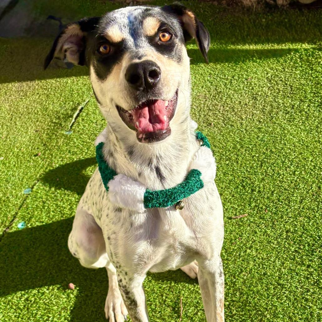 Enlarge Dudley - PAWS, a Adoptable mixed breed in Las Cruces, NM image 6/6