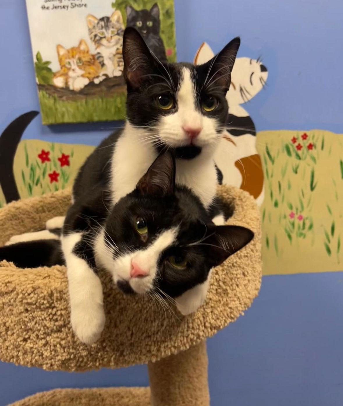 Enlarge Milk, a Adoptable Domestic Short Hair in Spring Lake, NJ image 1/3