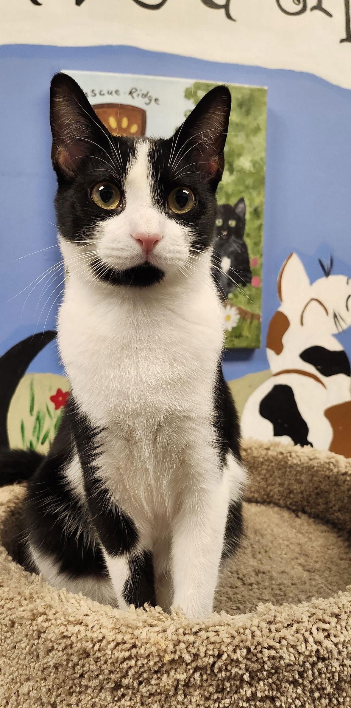 Enlarge Milk, a Adoptable Domestic Short Hair in Spring Lake, NJ image 2/3