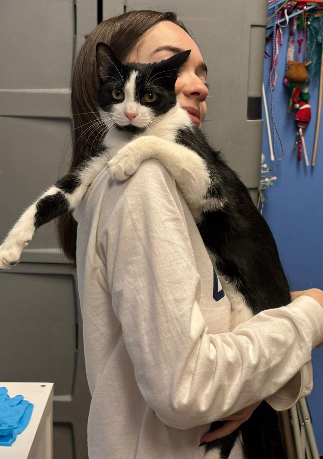 Enlarge Milk, a Adoptable Domestic Short Hair in Spring Lake, NJ image 3/3