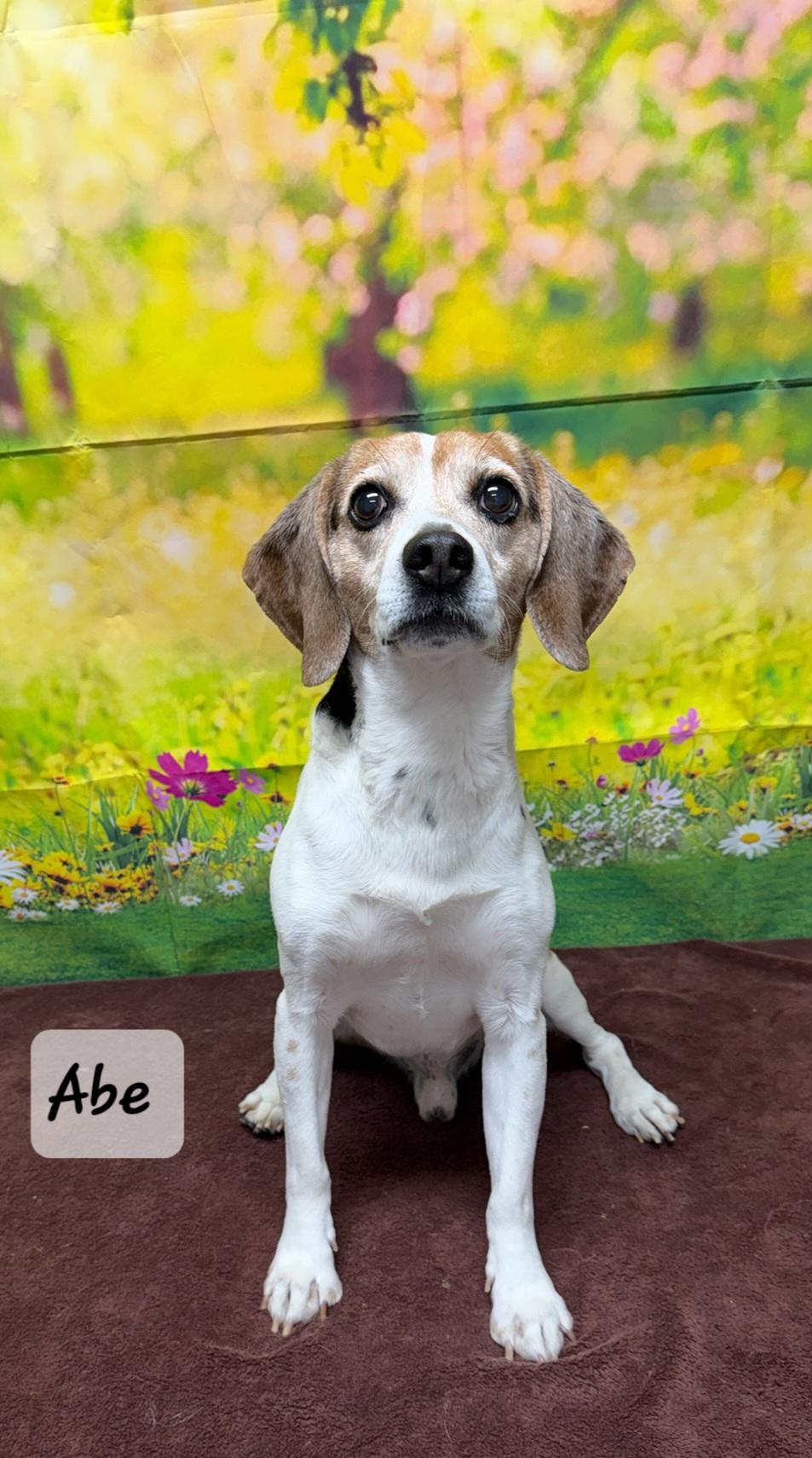 Abe, Adoptable, Adult Male Beagle.