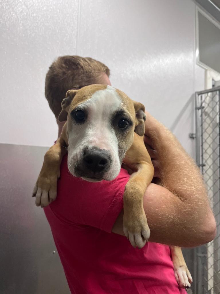 Dixie, a Adoptable Pit Bull Terrier in La Porte, IN image 1/4