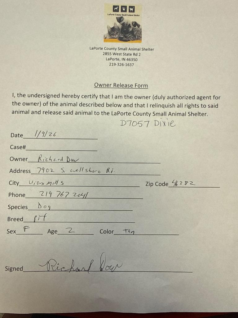 Dixie, a Adoptable Pit Bull Terrier in La Porte, IN image 3/4