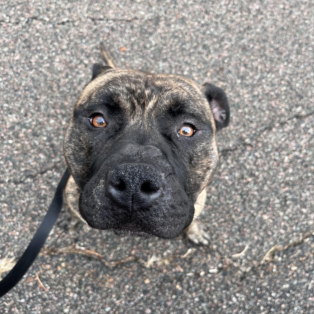 Brody, Adoptable, Adult Male Pit Bull Terrier.