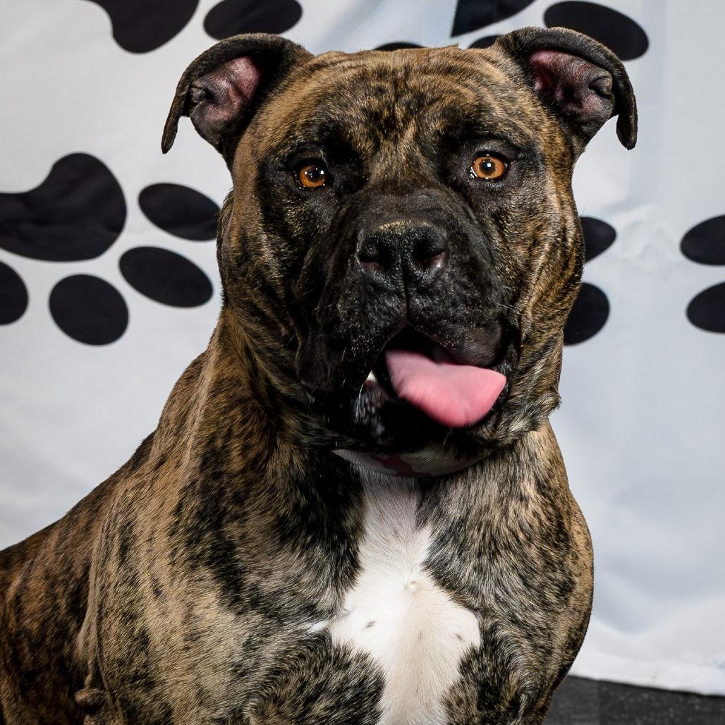 Enlarge Brody, a Adoptable Pit Bull Terrier in Brockton, MA image 2/6