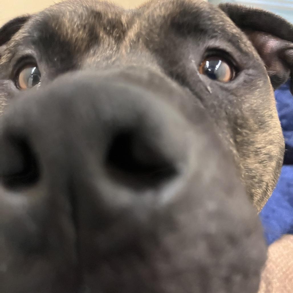 Enlarge Brody, a Adoptable Pit Bull Terrier in Brockton, MA image 3/6