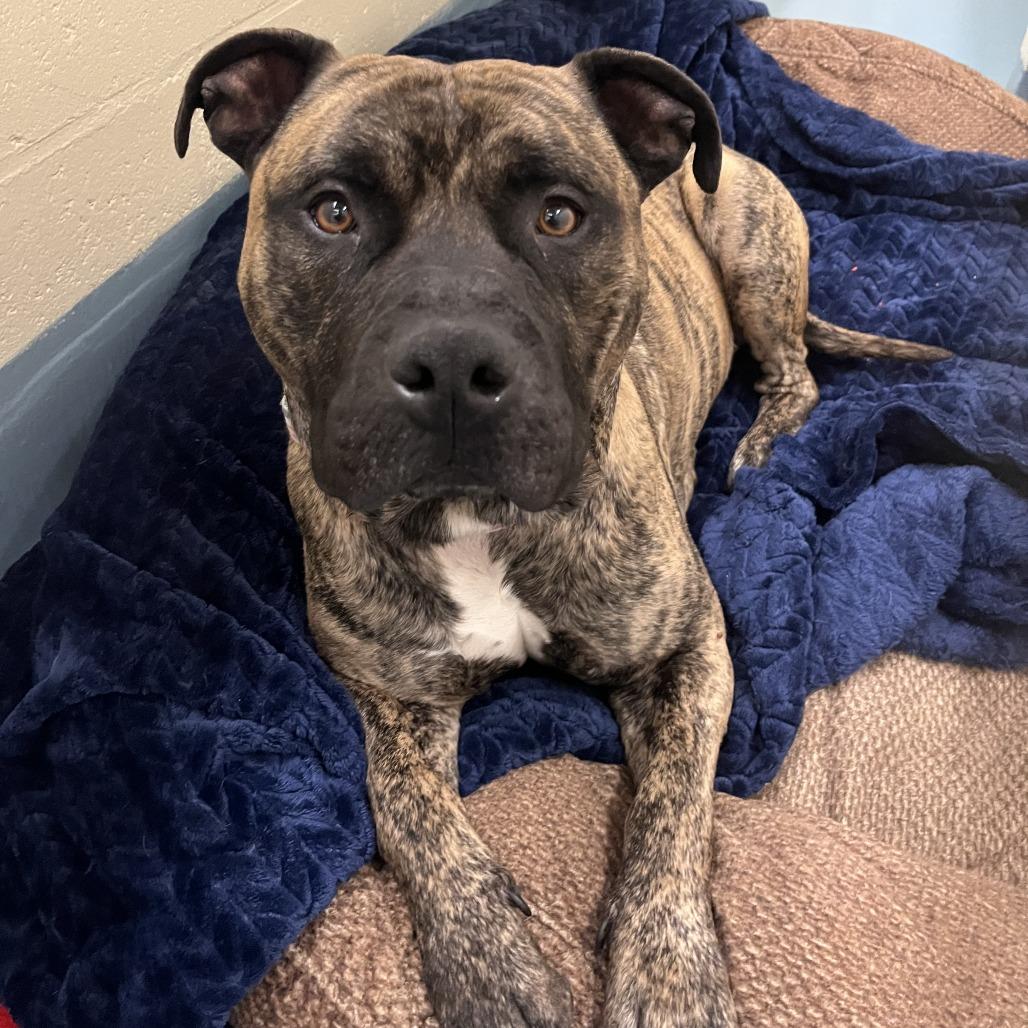 Enlarge Brody, a Adoptable Pit Bull Terrier in Brockton, MA image 4/6