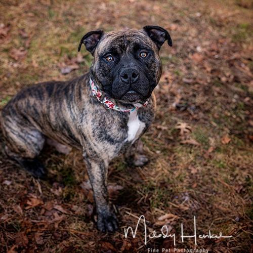 Brody, a Adoptable Pit Bull Terrier in Brockton, MA image 2/2