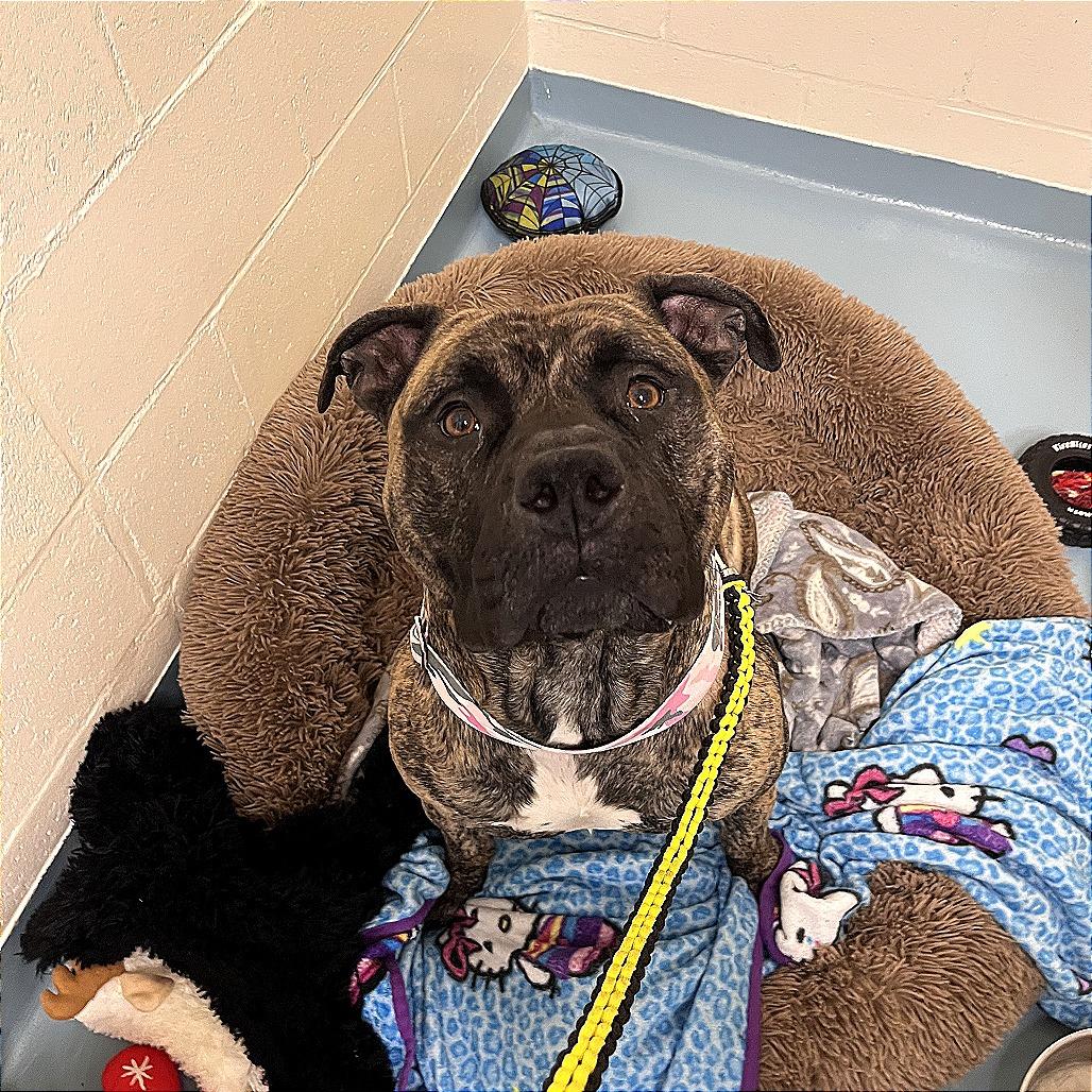 Enlarge Brody, a Adoptable Pit Bull Terrier in Brockton, MA image 6/6