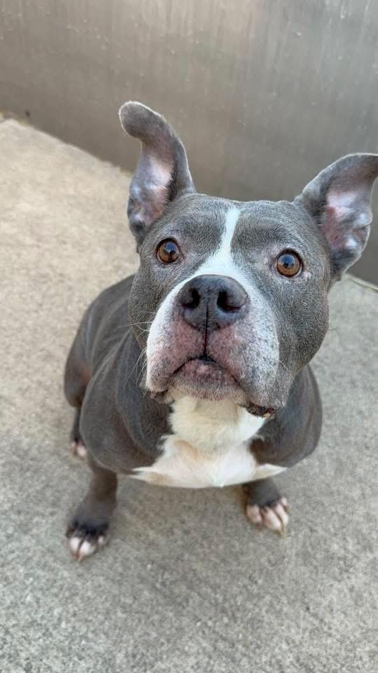 Enlarge Chara, an adoptable mixed breed in Chicago, IL image 3/5