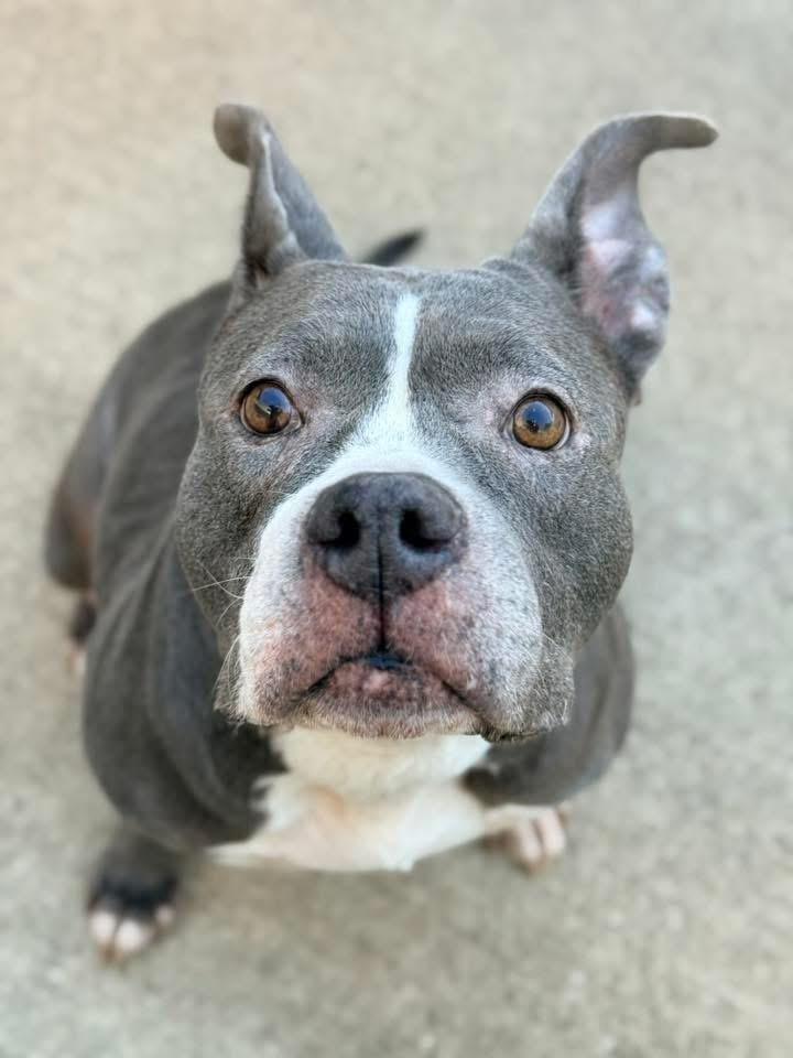 Enlarge Chara, an adoptable mixed breed in Chicago, IL image 4/5