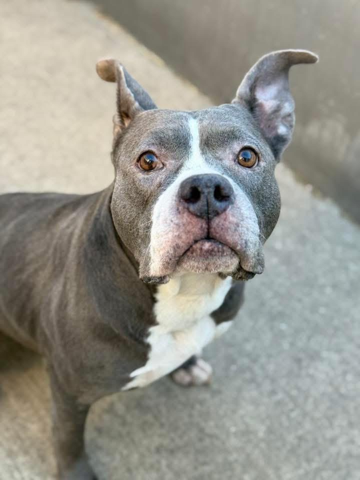 Enlarge Chara, an adoptable mixed breed in Chicago, IL image 5/5
